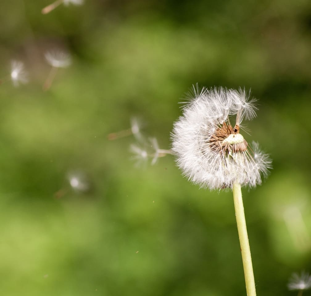 Löwenzahn, Pollenflug, Allergiker, geschützt mit Pollen-Gewebe von Neher, online bestellen bei Insektenbleibendraussen.de